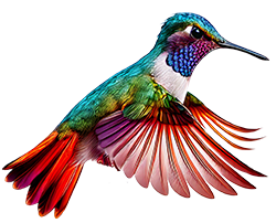 bird_colibri_02